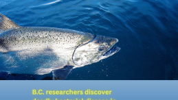 Title B.C. researchers discover deadly bacterial disease in wild chinook underneath image of Coho salmon photo credit John Brouwer