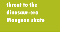 title on green background Maugean skate still faces 'catastrophic' risk from salmon farming, Commonwealth advice says