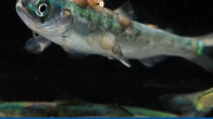 lice salmon fry