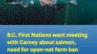 photo of asalmon in a pen with large legion on its body photo credit Alex Morton title B.C. First Nations want meeting with Carney about salmon, need for open-net farm ban