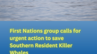 adult and infant orca fins in salish sea photo credit Christopher Hurst title First Nations group calls for urgent action to save Southern Resident Killer Whales