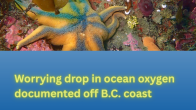 image showing starfish and sea anemones under water with title Worrying drop in ocean oxygen documented off B.C. coast photo credit Sara Ellison