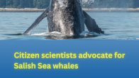 humpback whale Photographer Jan Heerwagen