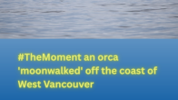 orcas and title #TheMoment an orca 'moonwalked' photo credit: Christopher Hurst