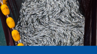 close up on fish caught in trawler net with LOS logo and caption Healthy Oceans. Healthy Communities