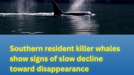SRKW orca blowing above title Southern resident killer whales show signs of slow decline toward disappearance photo credit Melanie Schuening