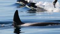 SRKW Sandy Buckley