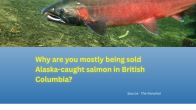 salmon swimming in water and title below Why are you mostly being sold Alaska-caught salmon in British Columbia?