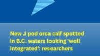 graphic showing celebration icon with title New J pod orca calf spotted in B.C. waters looking 'well integrated': researchers