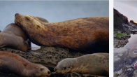sealions and tidal pool 2024 winner photos Ken Szeto and Neil Saxvik