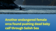 Salish waters orca swimming in the background news title Another dead calf carried