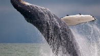 humpback whale jumping out of the ocean photo credit Ken Szeto