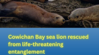 sealion group photo with title Cowichan Bay sea lion rescued from life-threatening entanglement photo credit Ken Szeto