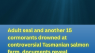 news poster tasmanian salmon farm dead seal and 15 cormorants