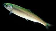 Clean smolts following salmon farm removal