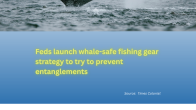 wahle tail flicking over grey ocean with title underneath Feds launch whale-safe fishing gear strategy to try to prevent entanglements