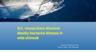 Title B.C. researchers discover deadly bacterial disease in wild chinook underneath image of Coho salmon photo credit John Brouwer